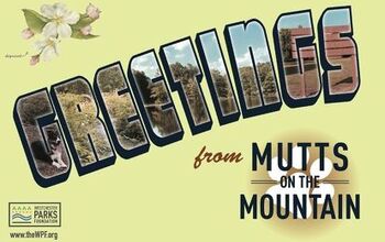 It’s a Canine Climb With the Annual Mutts on the Mountain 5K