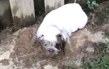 It’s Impossible To Get Mad At This Mud-Loving Puppy!