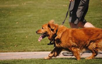 It’s Official – Walking Your Dog Helps Men Pick Up Women