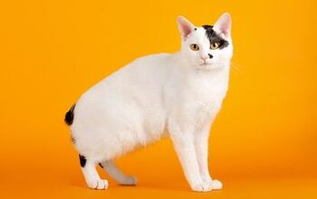 Japanese Bobtail