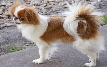 Japanese Chin