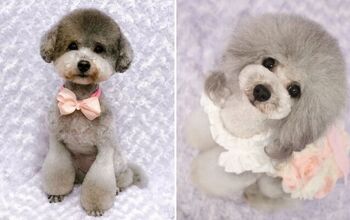 Japanese Dog Groomer Turns Furballs to Fluffiest Fluffballs Ever