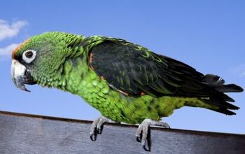 Jardine’s Parrot