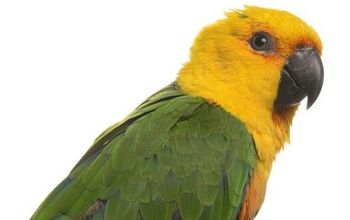 Jenday Conure