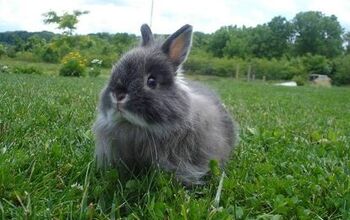 Jersey Wooly Rabbit