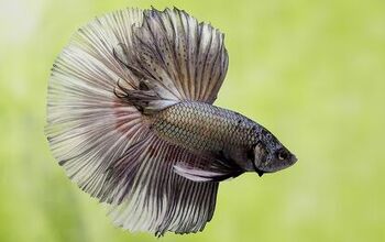 Join the Club: The Eastern Betta Society