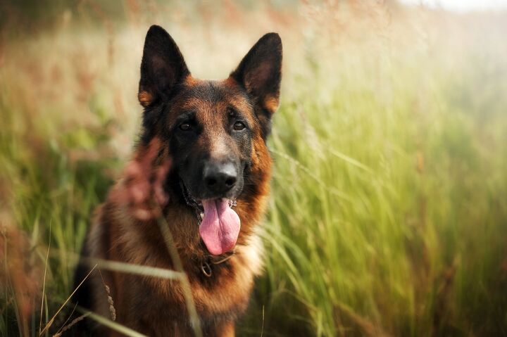 k9 fergie disappears near loch ness, Photo Credit ANNA TITOVA Shutterstock com