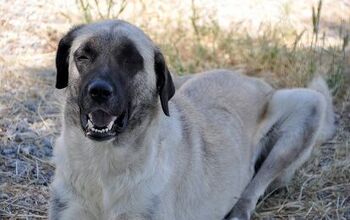 Kangal Dog