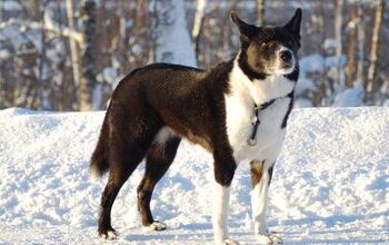 Karelian Bear Dog