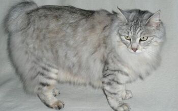 Karelian Bobtail