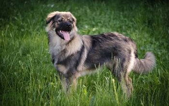 Karst Shepherd Dog