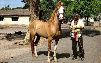 Kathiawari Horse