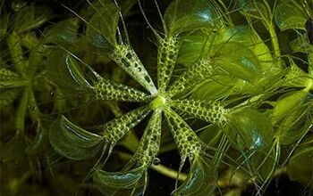 Keeping Carnivorous Plants in Your Home Aquarium