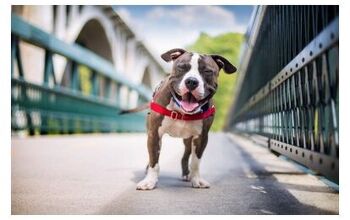 Kennel Club Announces Dog Photographers Of The Year