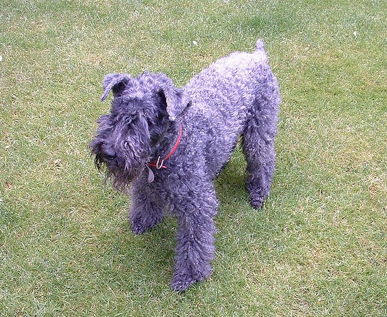 kerry blue terrier