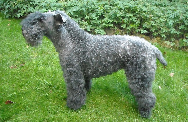 kerry blue terrier