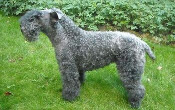 Kerry Blue Terrier