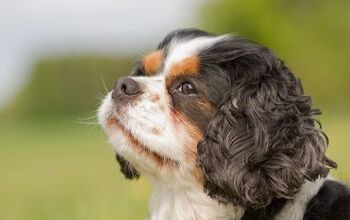 King Charles Yorkie