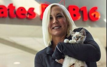 Kitten Cuddle At Charlotte Airport Is A Purr-fect Pre-flight Treat