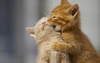 Kitty Care FAQs: Quick Answers to 4 Common Cat Ownership Questions