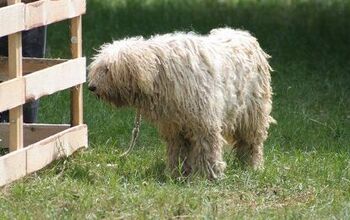 Komondor