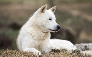 Korean Jindo