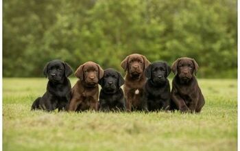 Labrador Retriever Still the #1 Breed in the U.S.