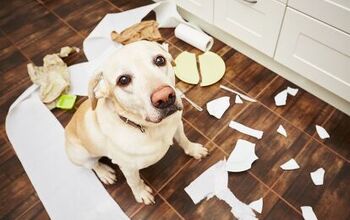 Labrador Retriever Takes AKC’s Top Spot for 25th Consecutive Year