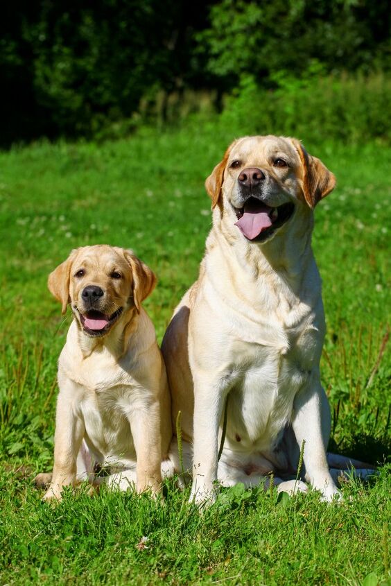 labrador retriever