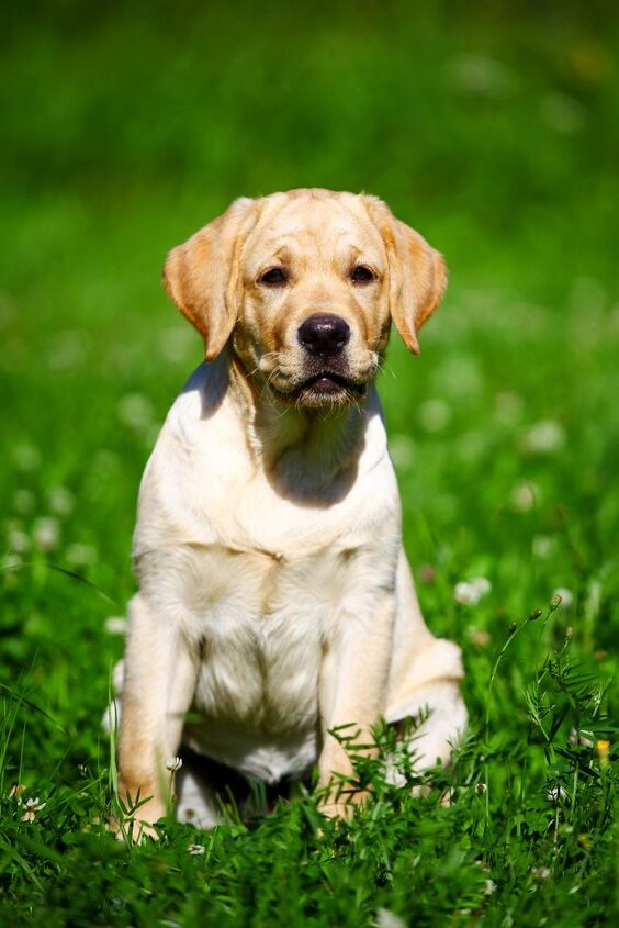 labrador retriever