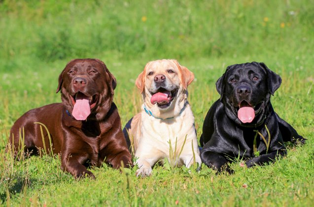 labrador retriever