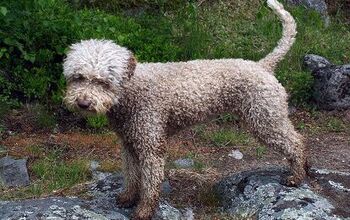 Lagotto Romagnolo