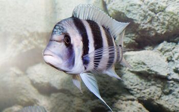 Lake Tanganyika Cichlids