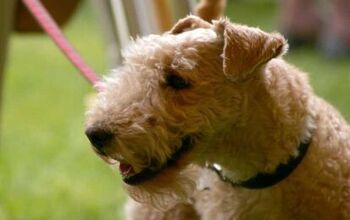 Lakeland Terrier