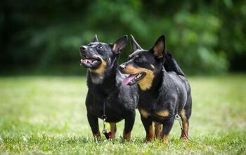 Lancashire Heeler