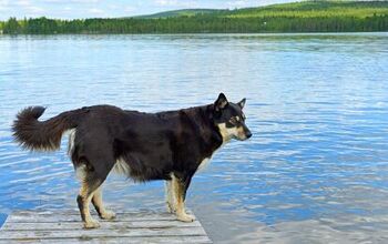 Lapponian Herder