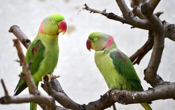 Large Indian Parakeet