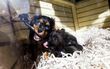 Las Vegas Repeals Ban To Prevent The Selling of Pets in Pet Stores