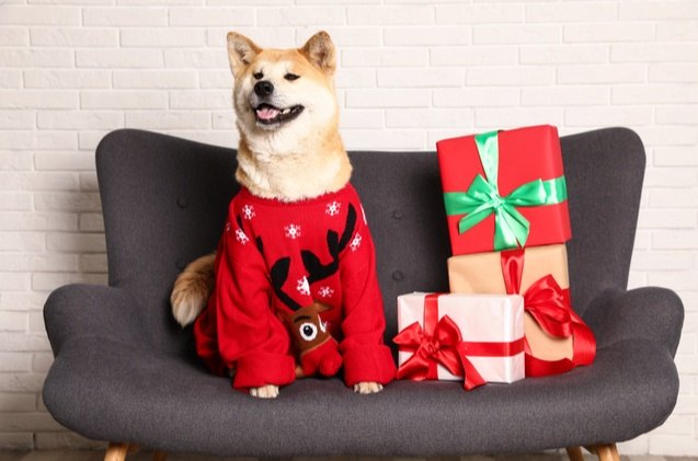 last minute christmas gift guide for dogs