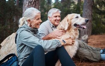 Latest Studies Find That Aging in Dogs Can Mirror Aging in Humans