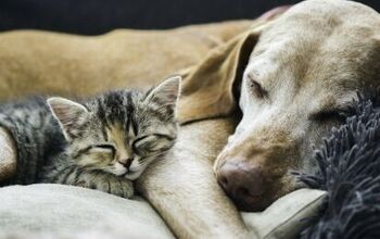 Legislators Want To Ban Companion Animal Consumption In The U.S.