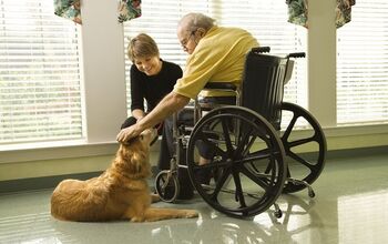 Lending A Helping Paw: What’s Involved In Therapy Dog Training