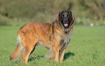 Leonberger