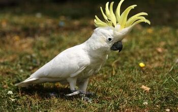 Lesser Sulphur Crested Cockatoo