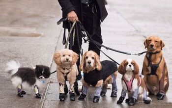 Let Your Pooch Strut Their Stuff in These Adorable Dog Leggings