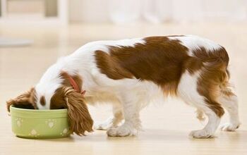 Let’s Talk About Rotation Feeding for Dogs