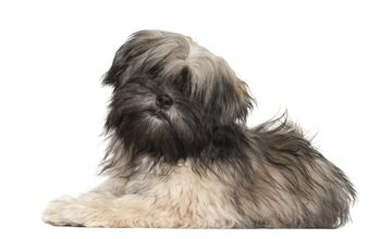 Lhasa Apso