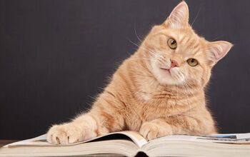 Library Accepting Cat Photos to Cover Your Fees