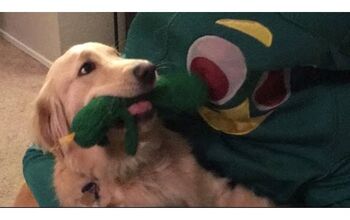 Life-Sized Gumby is the Best Doggy Chew Toy Ever [Video]