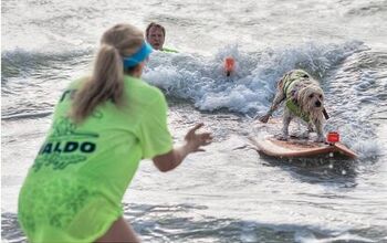 Life’s a Beach For These Wave-Catching Pups!